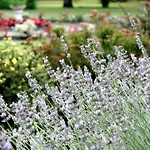 Des Pins - Teritoria Sabres